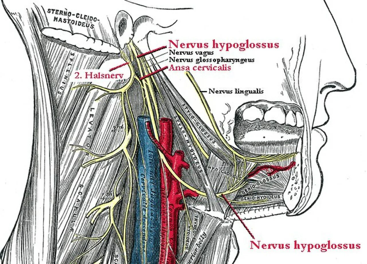 Языкоглоточный блуждающий нерв. Нерв hypoglossus. Nervus glossopharyngeus схема. Canalis nervus hypoglossus. Подъязычный нерв первый Нейрон.