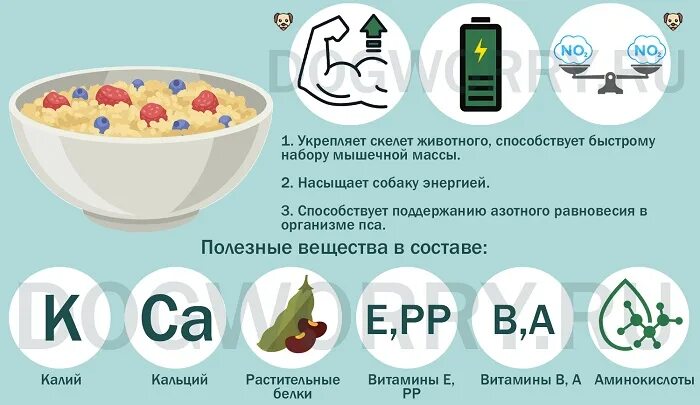 Миска с натуралкой для собаки. Каша с мясом для собаки. Способы готовки овсяной каши. Рацион собаки. Можно ли собакам геркулес.