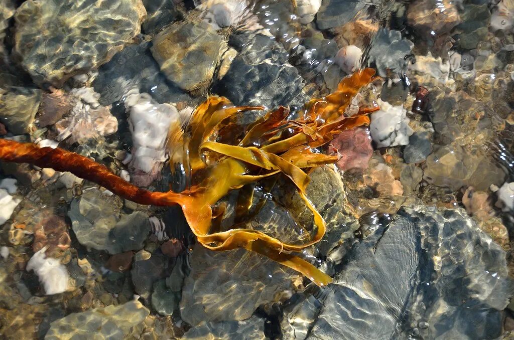 Водоросли прикрепляются с помощью. Laminaria japonica+. морская капуста ламинария. ламинария weilong. бурые водоросли ламинария.