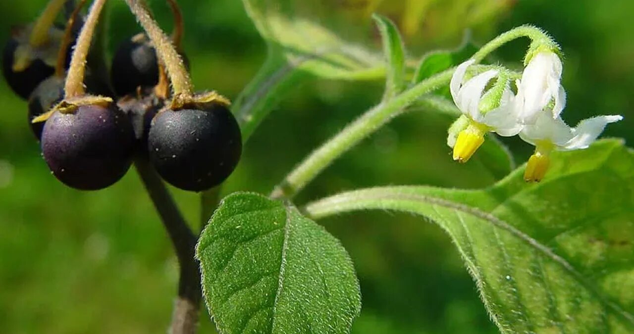 Паслён чёрный. Паслен черный (Solanum nigrum). Паслен белый. Паслён ягода съедобная. Паслен черный название