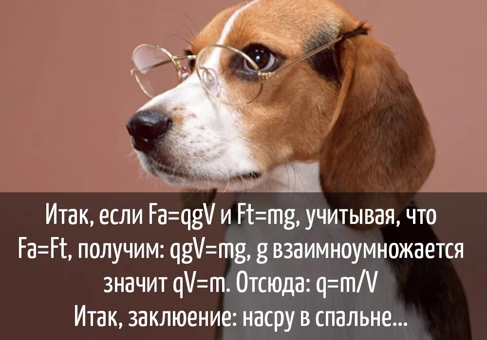 О чем думают собаки. Мысли собаки. Афоризмы про собак смешные. Мысли собак прикольные. Интересные мысли про собак.
