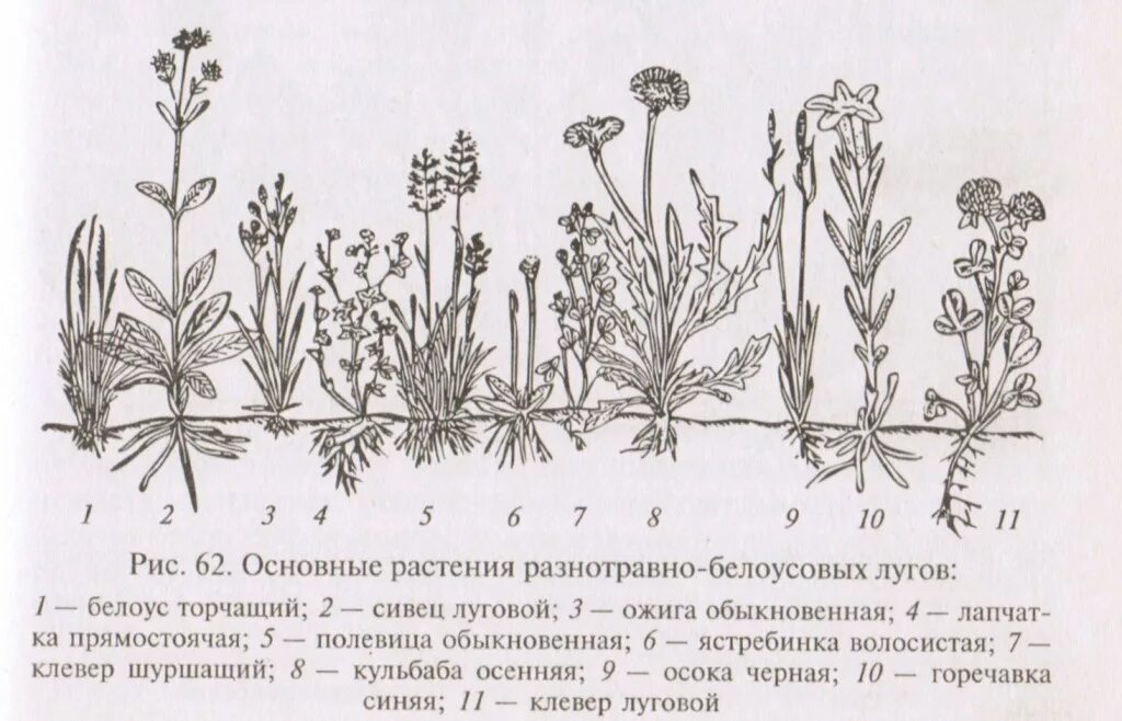 Ярусность Луга. Ярусность растительности Луговой степи. Ярусы на злаково-Клеверном лугу. Изображения луговых растений. Типы луговых растений