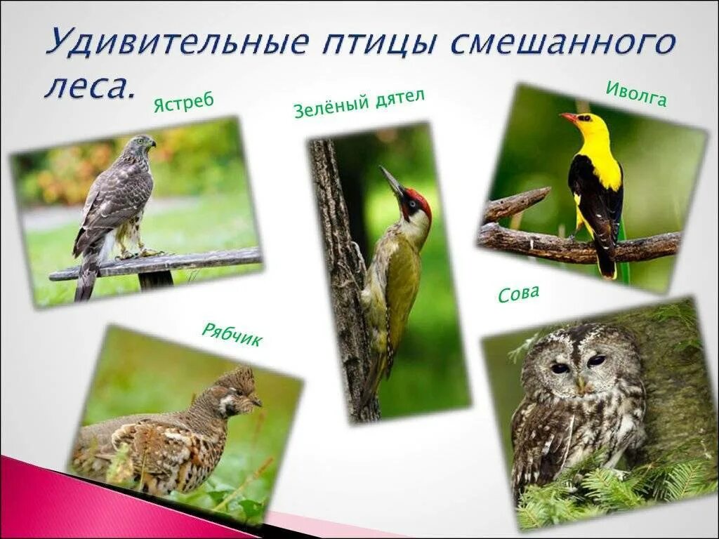 Птица какой класс животных