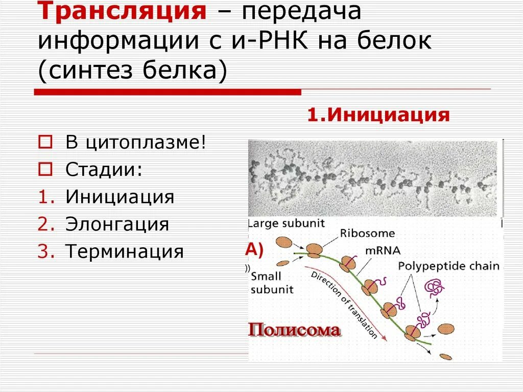 Синтез белка трансляция этапы инициация элонгация. Трансляция биология. Трансляция РНК. Трансляция это Синтез.