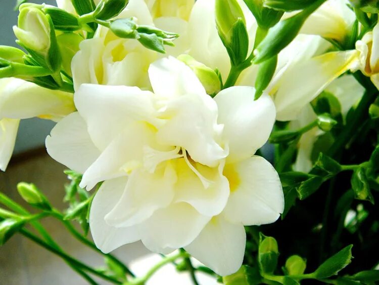 Лилия фрезия. Фрезия (freesia). Лилия фрезия. Фрезия кардинал. Фрезия белая.