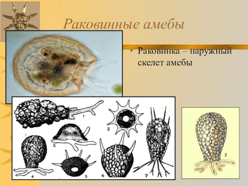 Раковинная амеба Арцелла. Раковины раковинных амеб. Отряд раковинные амебы представители. Раковинные амебы строение с названием. Наружный скелет представители