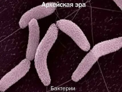 Архейская эра бактерии