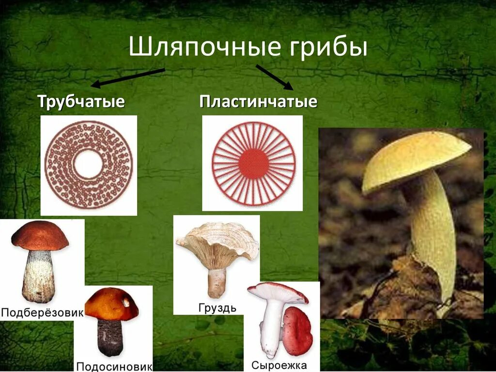 Подосиновик трубчатый гриб. Подберёзовик трубчатый или пластинчатый гриб. Шляпочные грибы трубчатые и пластинчатые. Подосиновик трубчатый или пластинчатый гриб. Трубчатые грибы подосиновик.