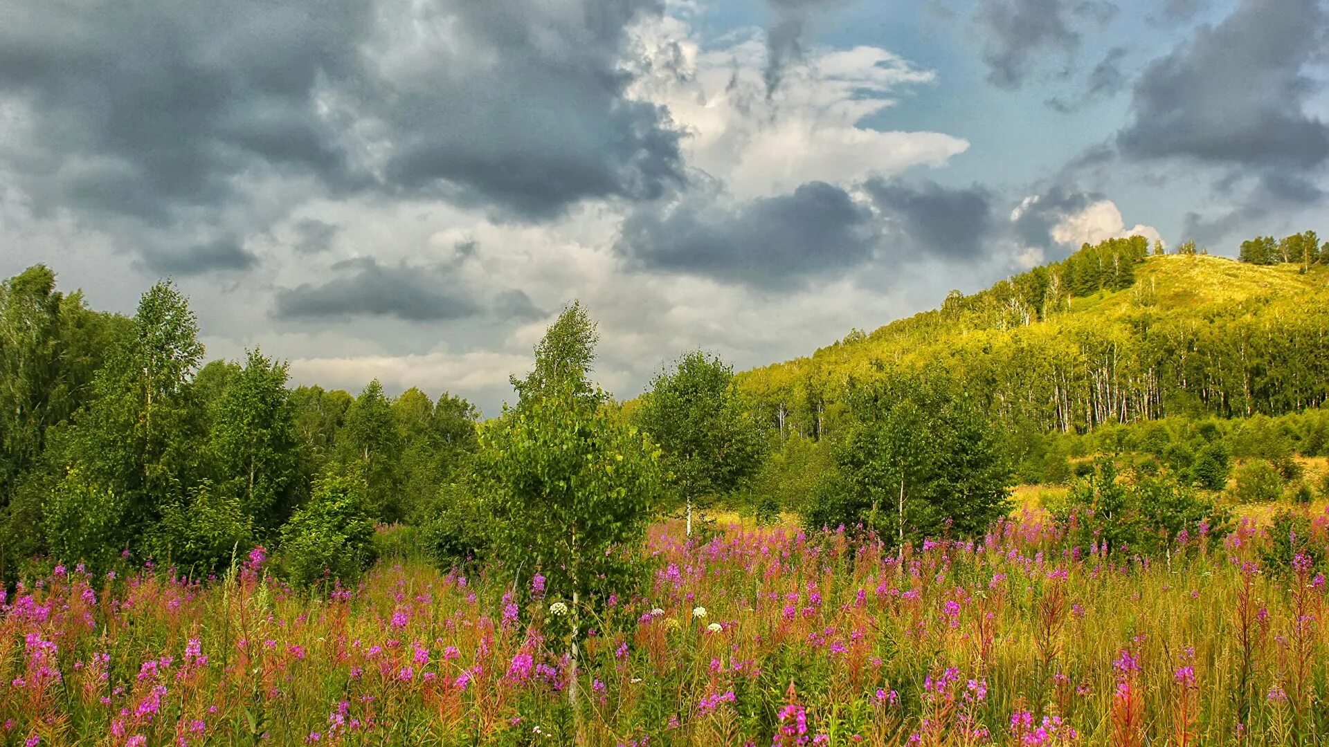 Луговая красноярский край. Природа Южного Урала Солнечная Поляна. Разнотравья Южного Урала. Луга Костромской области. Луга Южного Урала.