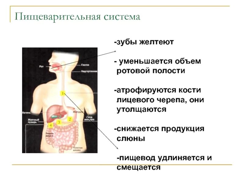 Слюна в пищеводе