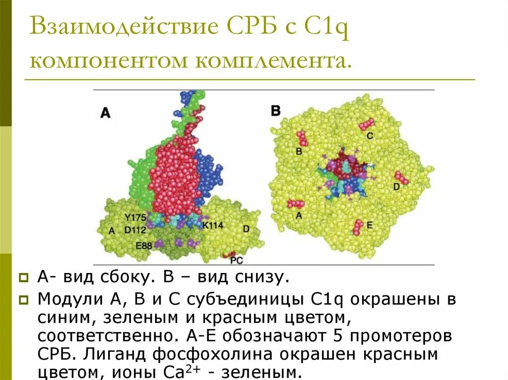 Цереактивный белок норма