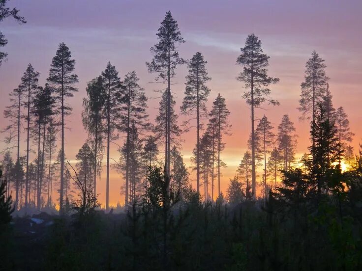 Обои для рабочего стола Финляндия Kuusamo тумане Природа лес Пейзаж Landscape, W