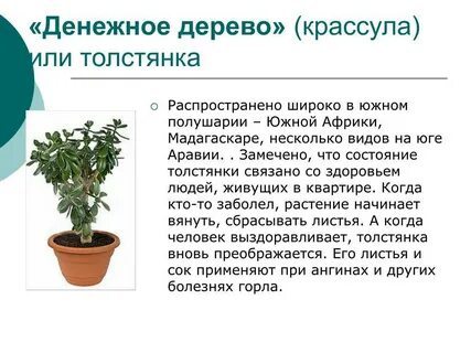 Толстянка денежное дерево лечебные