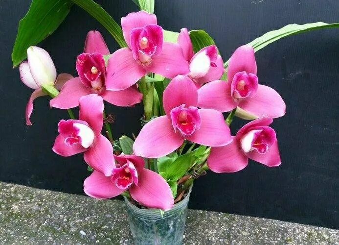 Pin on Orchid Flowers 1