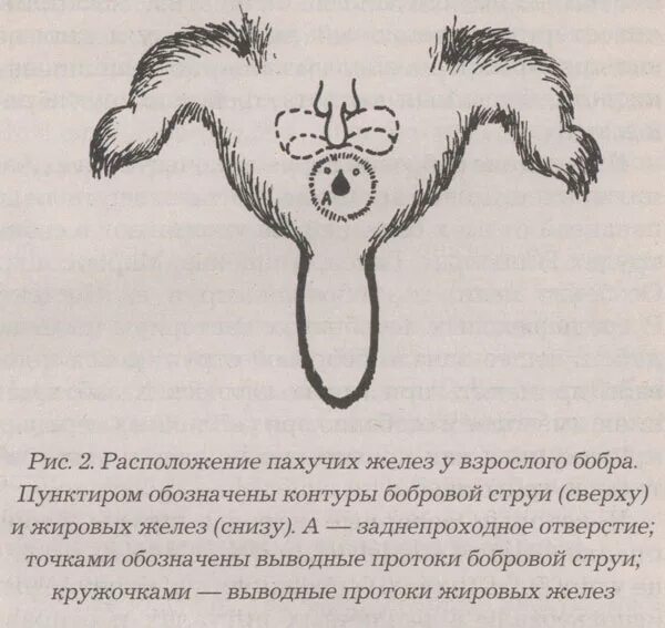 Картинки РАСПИСАНИЕ БОБР