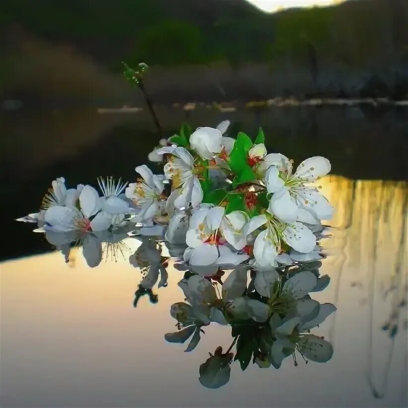 Цветы на воде. Цветы плывущие по реке. Отражение цветов в воде. Песня над водой ой над водой