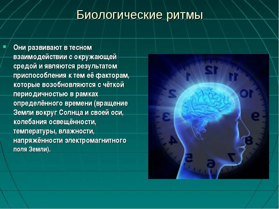 Суточные ритмы жизни. Биоритмы циркадные ритмы. Биологические ритмы и работоспособность. Биологические ритмы презентация. Биоритмы человека презентация.