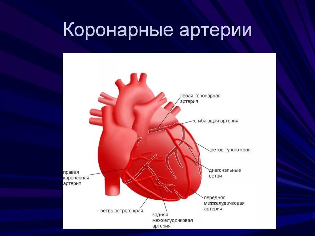 Венечные артерии сердца анатомия. Эпикардиальные коронарные артерии. Коронарные и венечные сосуды сердца. Эпикардиальные коронарные сосуды.