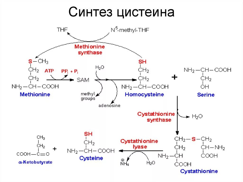 Реакция образования цистеина из метионина. Реакции синтеза цистеина из Серина. Синтез цистеина. Метаболизм цистина из метионина.