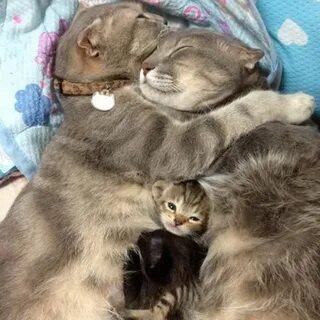 Кошка в семью с детьми