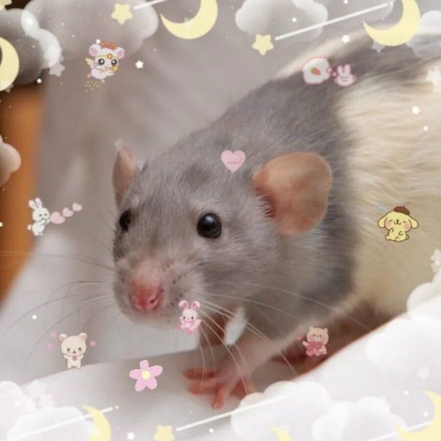 Серая крыса. Длинношерстная крыса. Крыса дамбо пушистая. Крысы очень. Много мышей.