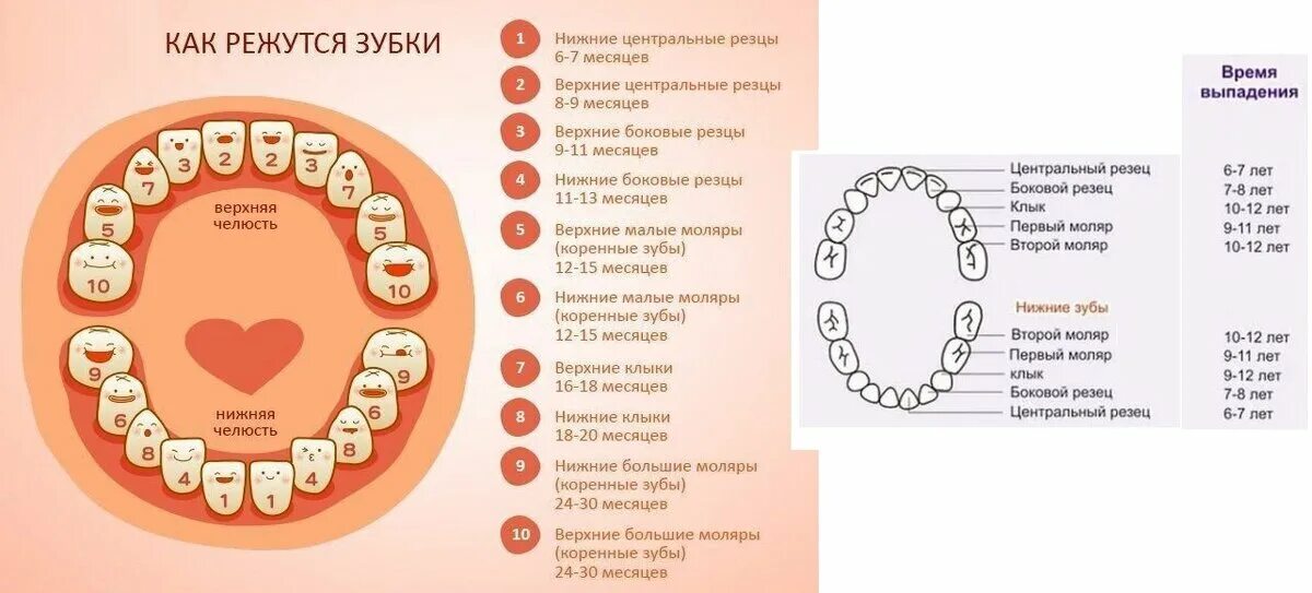 Через сколько вылазит зуб. Зубы прорезывание у детей. Очередность прорезывания молочных зубов. Прорезывание коренных зубов.