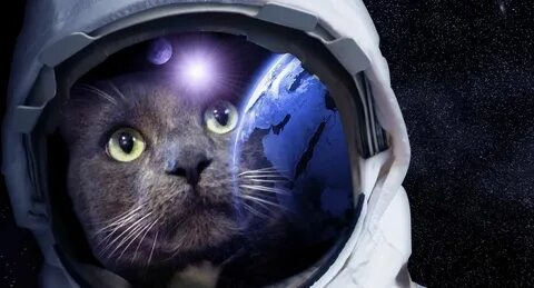 День космонавтики коты