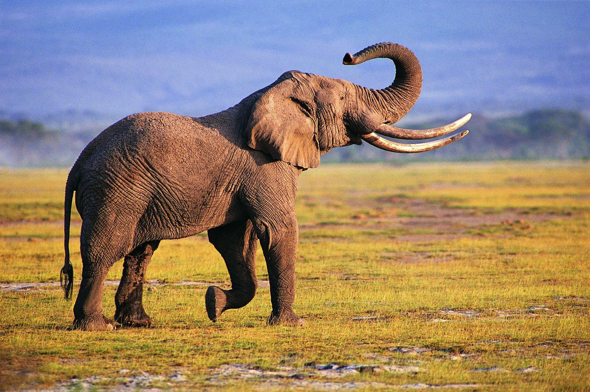 An elephant