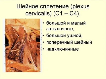 Шейное сплетение это