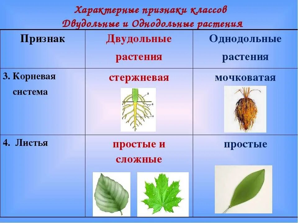 Хвойные двудольные. Признак характерный для класса однодольных растений. Признак характерный для класса двудольных растений. Характерные признаки класса Однодольные. Отличительные признаки растений класса Однодольные.