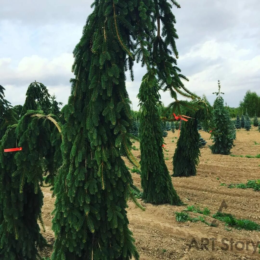 Ель обыкновенная инверса пендула. Ель инверса фото. Ель инверса пендула. Ель плакучая инверса. Ель инверса фото.