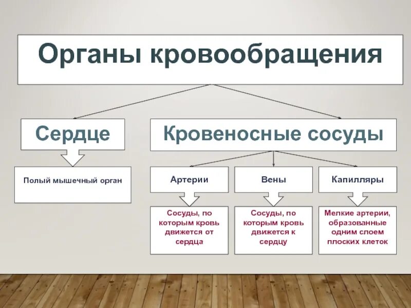 Перечисли органы кровообращения. Органы кровообращения. Органы кровообращения презентация. Система органов кровообращения. Биология органы кровообращения.