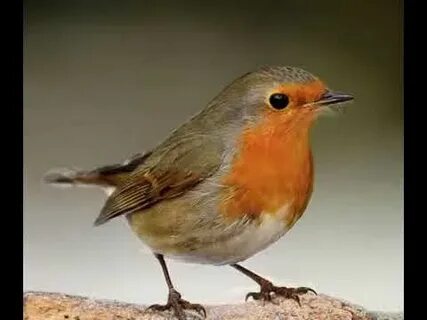 Bird example
