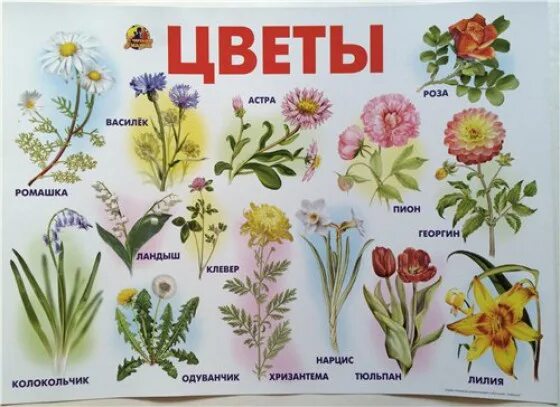 Растения. Плакат. Цветы названия для дошкольников. Цветочный плакат. Названия цветов для дошкольников.