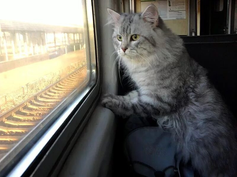 Кот железная дорога. Кот в поезде. Кот едет в поезде. Котенок в электричке. Кот на железной дороге.