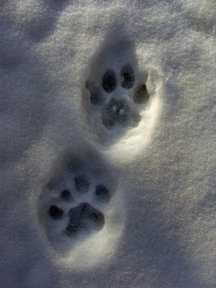 Лапки на снегу. След тигра. Следы кошки на снегу. Следы волка на снегу. Лапка на снегу