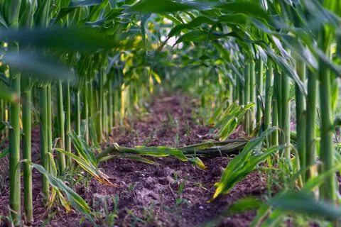 Cultivation