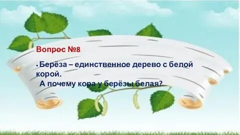 Белая береза вопросы