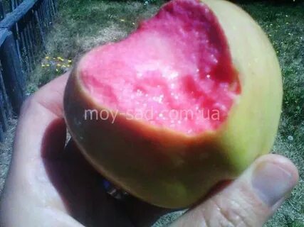 Apple pearl
