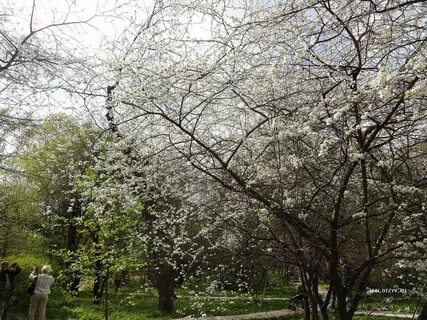 Аптекарский огород сакура