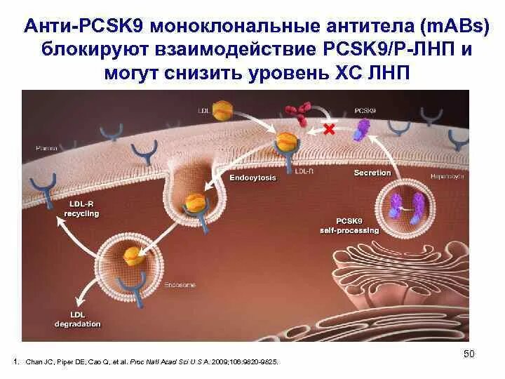 Ингибиторы pcsk9 механизм действия. Ингибиторы белка pcsk9. Блокаторы pcsk9. Блокаторы pcsk9 механизм действия. Ингибиторы pcsk9