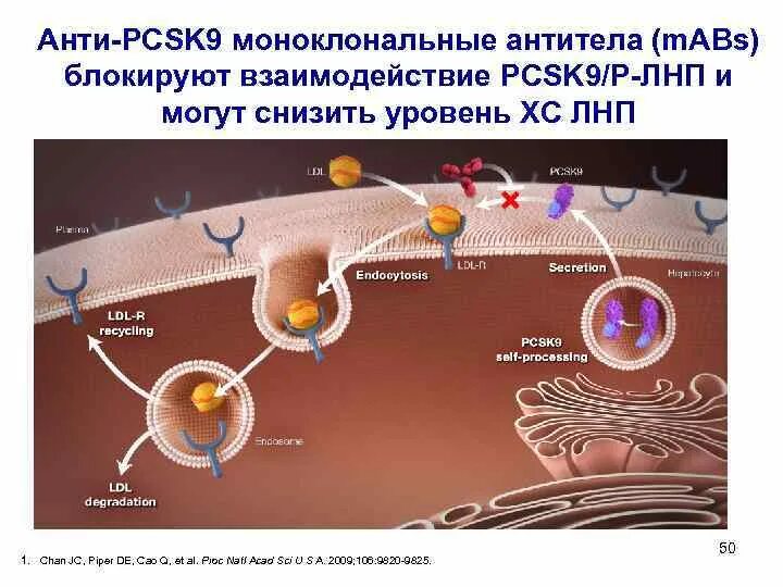 Повышенные уровень функция pcsk9. Ингибиторы pcsk9 механизм действия. ингибиторы пск 9 препараты. ингибиторы белка pcsk9 это. блокатор pcsk9.