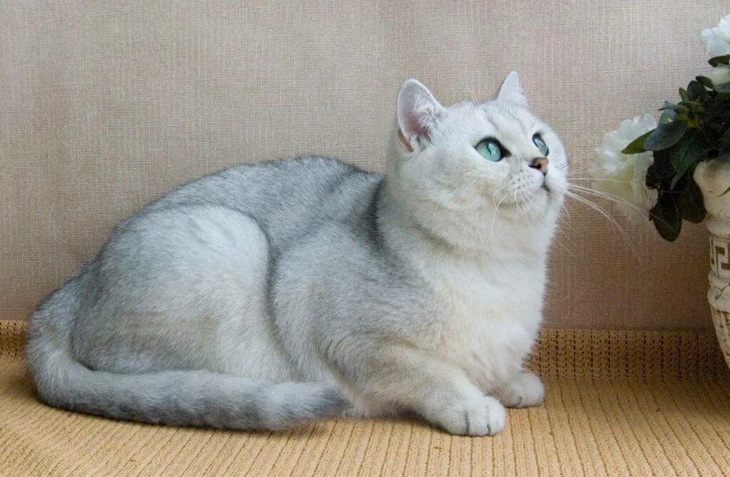 Британская шиншилла белая. Серебристая шиншилла кот. Серебристая шиншилла кошка. Британская серебристая шиншилла. Британская шиншилла кошка.