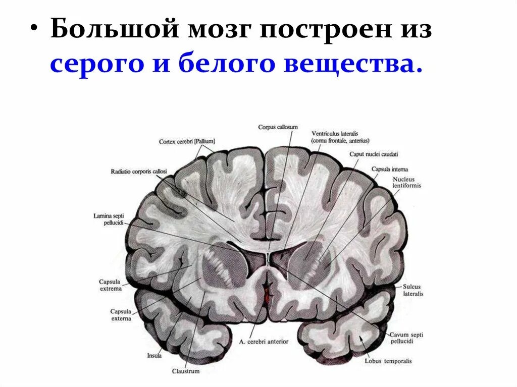 Строение белого вещества конечного мозга. Головной мозг строение серое и белое вещество. Полушария головного мозга серое и белое вещество. Строение серого вещества конечного мозга. Строение мозга серое и белое вещество