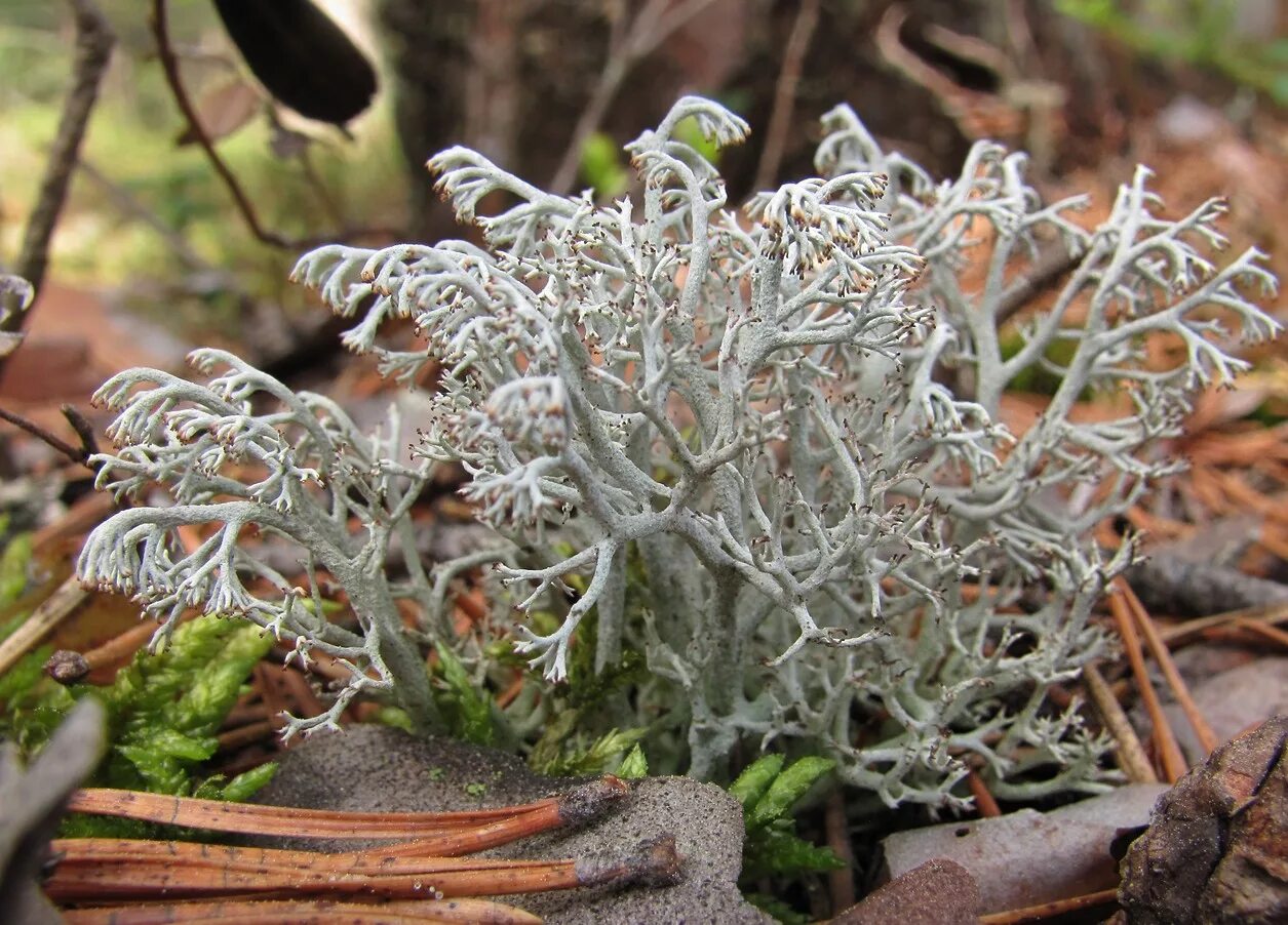 Животные лишайники растения что выпадает. Кладония Оленья Cladonia rangiferina. Кладония лишайник. Ягель (кладония звёздчатая). Кустистый лишайник кладония.