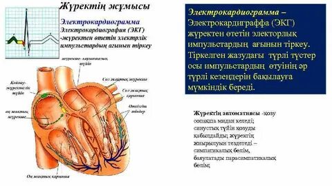 Порно кавказские с большую спайки жігіттер
