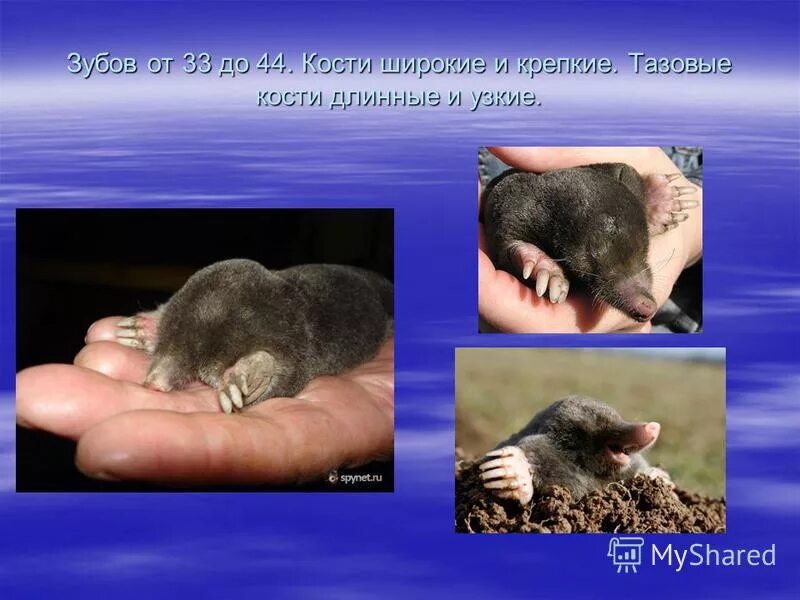 тема крот. сообщение о кроте. презентация на тему крот. кратко о кроте. насекомоядные крот.