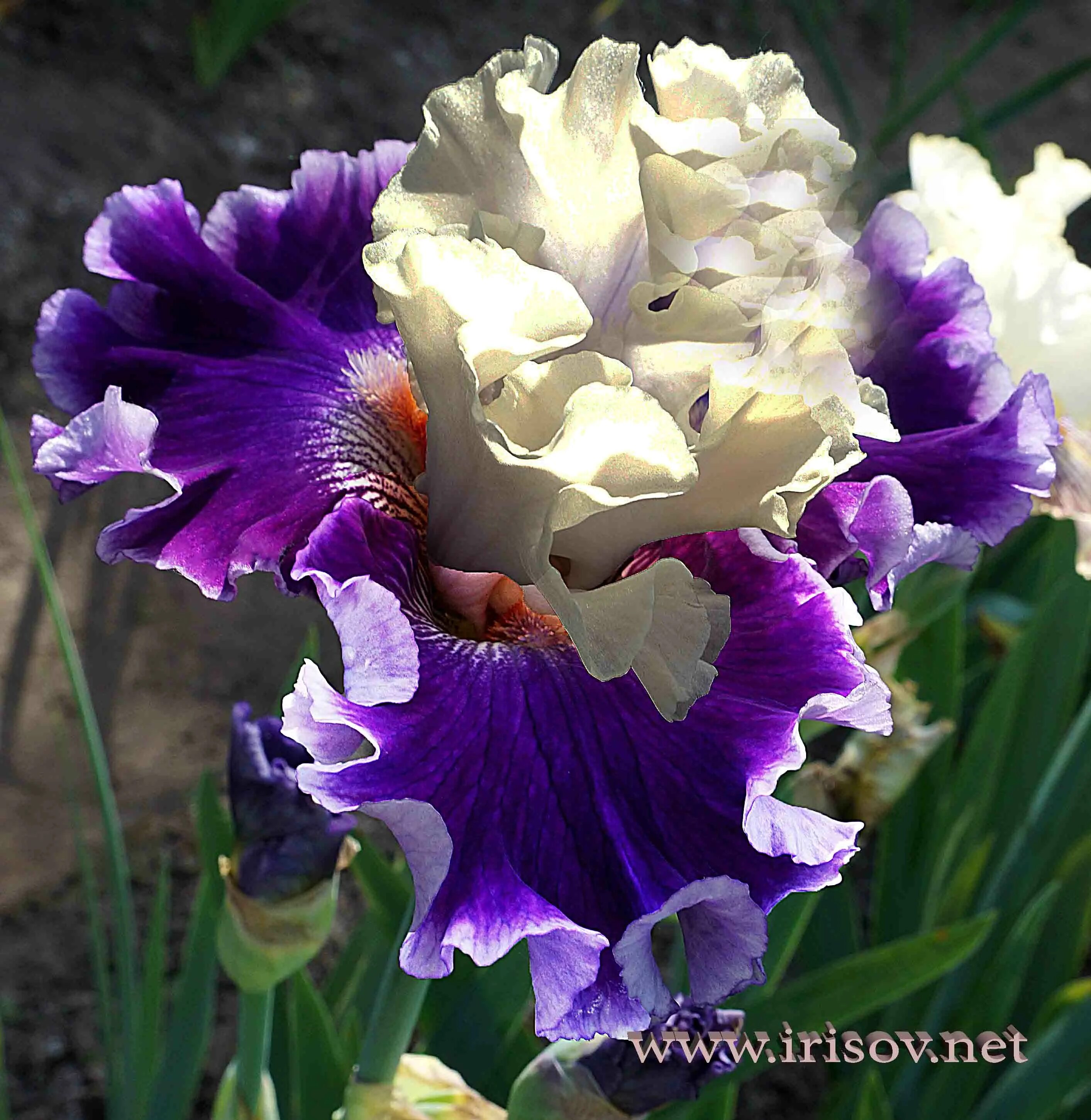ирис семейные. ирис семейные. ирис семейные. ирисы бородатые ворошиловой. ирис 1102  hollywood nights.