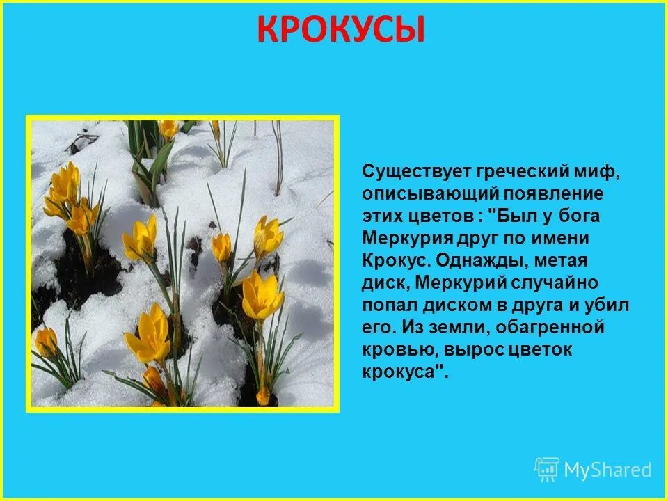 Найти информацию о цветах. Легенды о цветах. легенды о весенних цветах. миф о цветке. весенние цветы легенды и поверья.