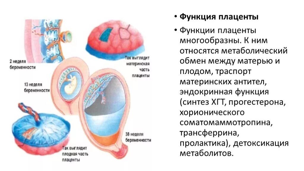 Что такое плацента и какова ее функция. Структура и функции плаценты. Строение и функции плаценты. Строение и функции плаценты человека. Укажите основные функции плаценты человека.